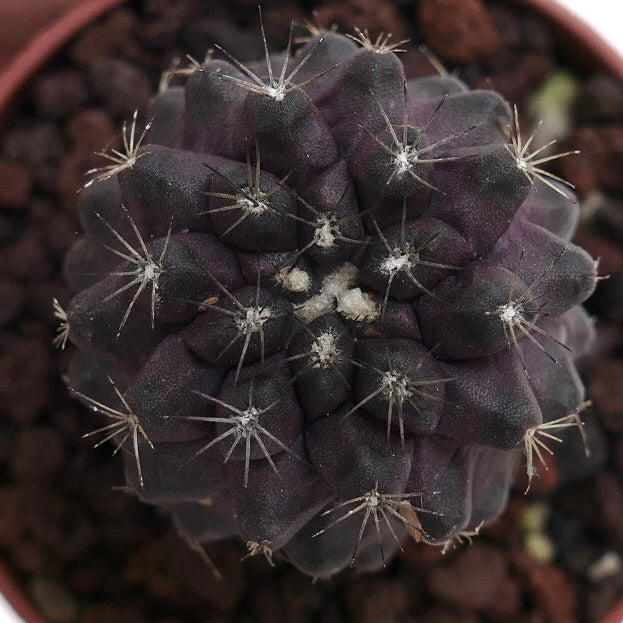 Copiapoa atacamensis X hypogaea DARK GREY 9A4