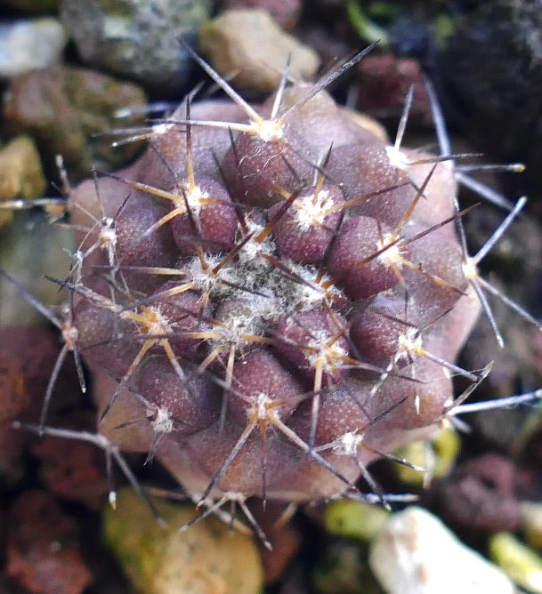 Copiapoa goldii ING16I