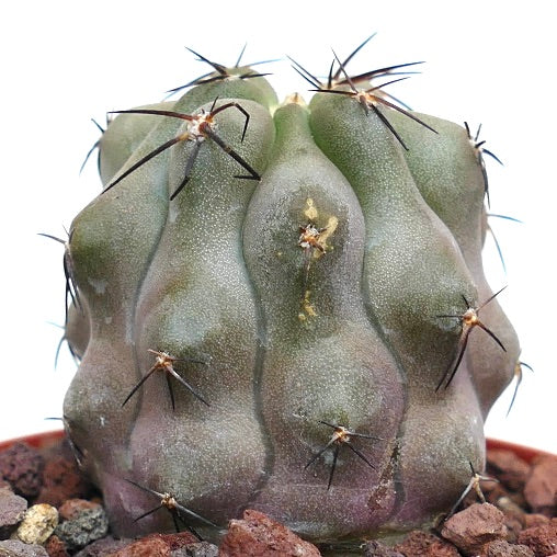 Copiapoa cinerea GRAY FORM X hypogaea AV3