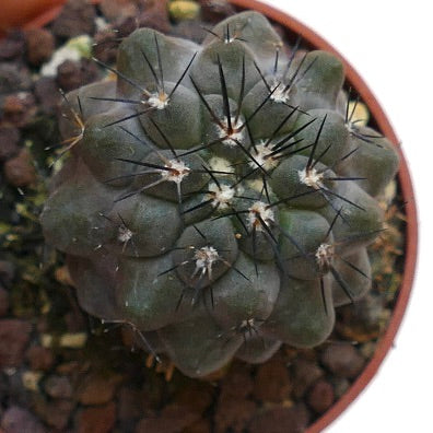 Copiapoa cinerea GG2