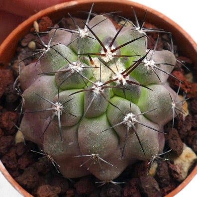 Copiapoa cinerea TALTAL x cupreata B79