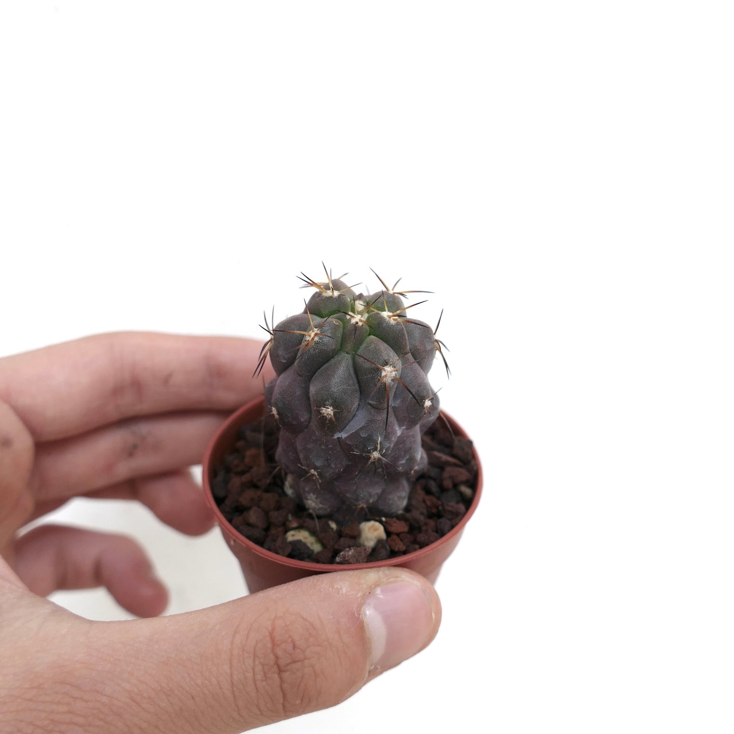 Copiapoa cinerea TALTAL x goldii JP7