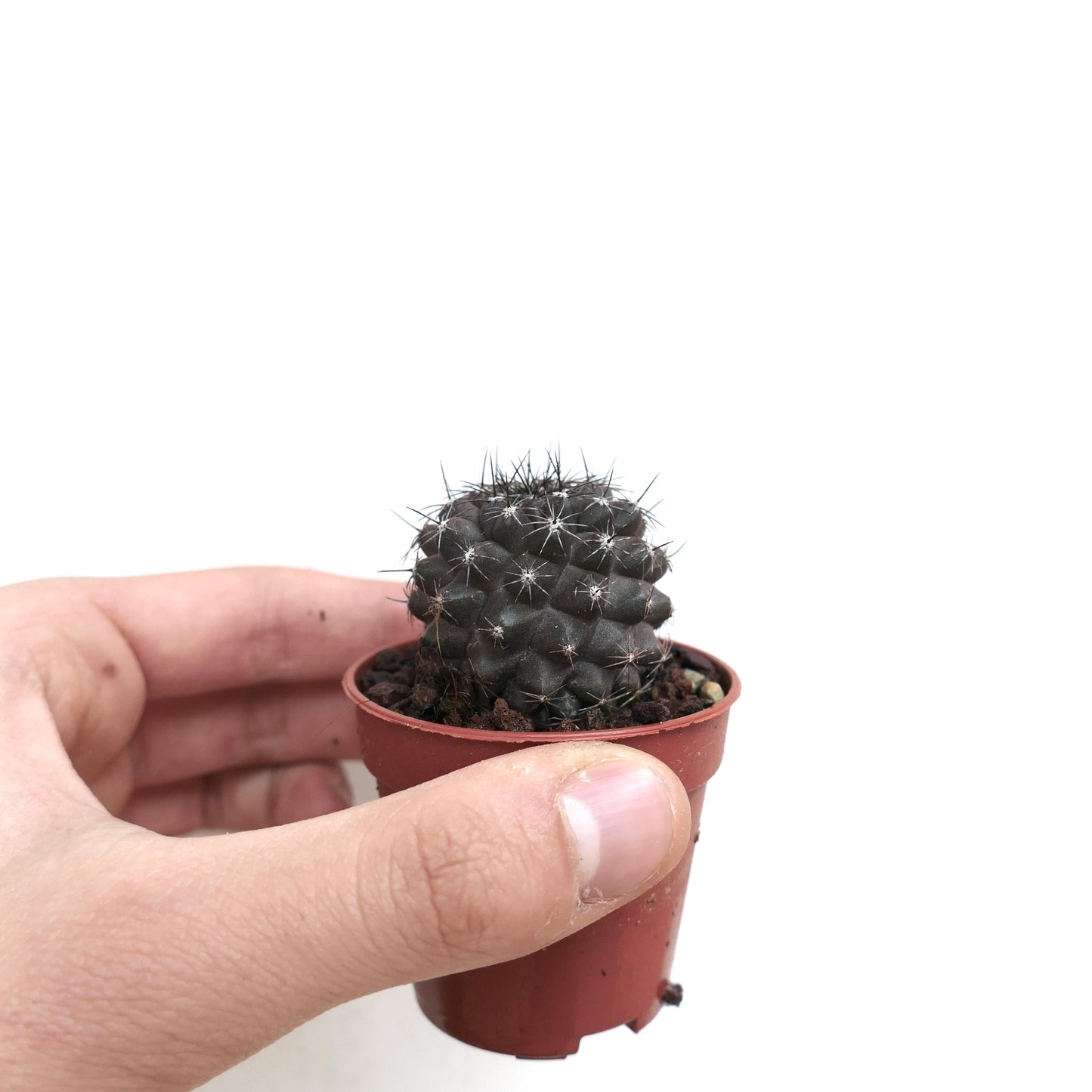 Copiapoa atacamensis X humilis DARK KJ3