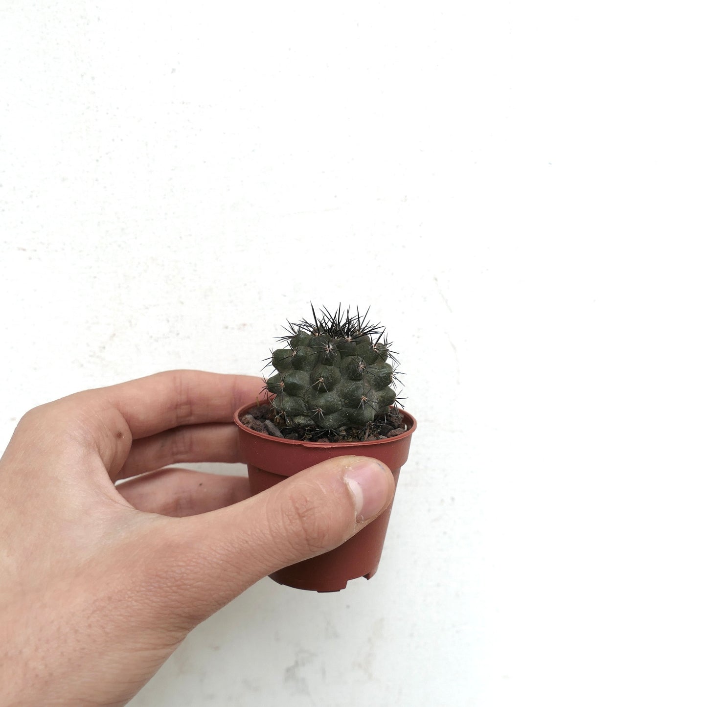 Copiapoa desertorum V71