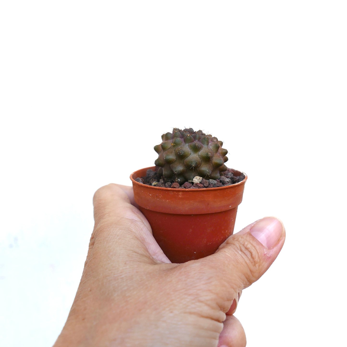 Copiapoa humilis NN16