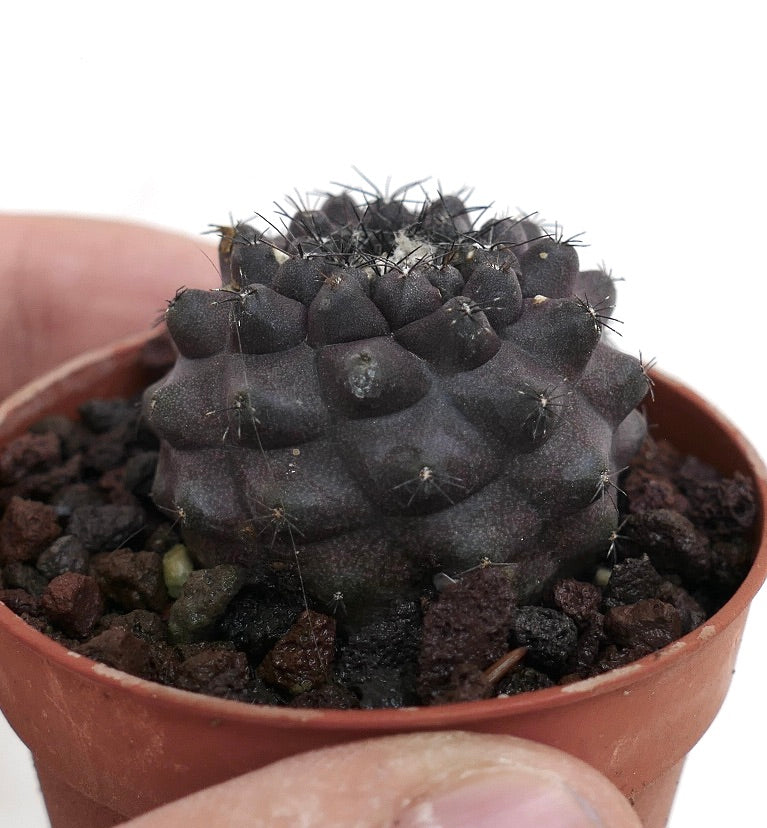 Copiapoa atacamensis X hypogaea DARK GREY B90