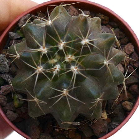 Copiapoa humilis X serpentisulcata 18