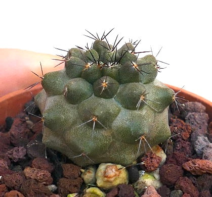 Copiapoa cinerea X atacamensis H9