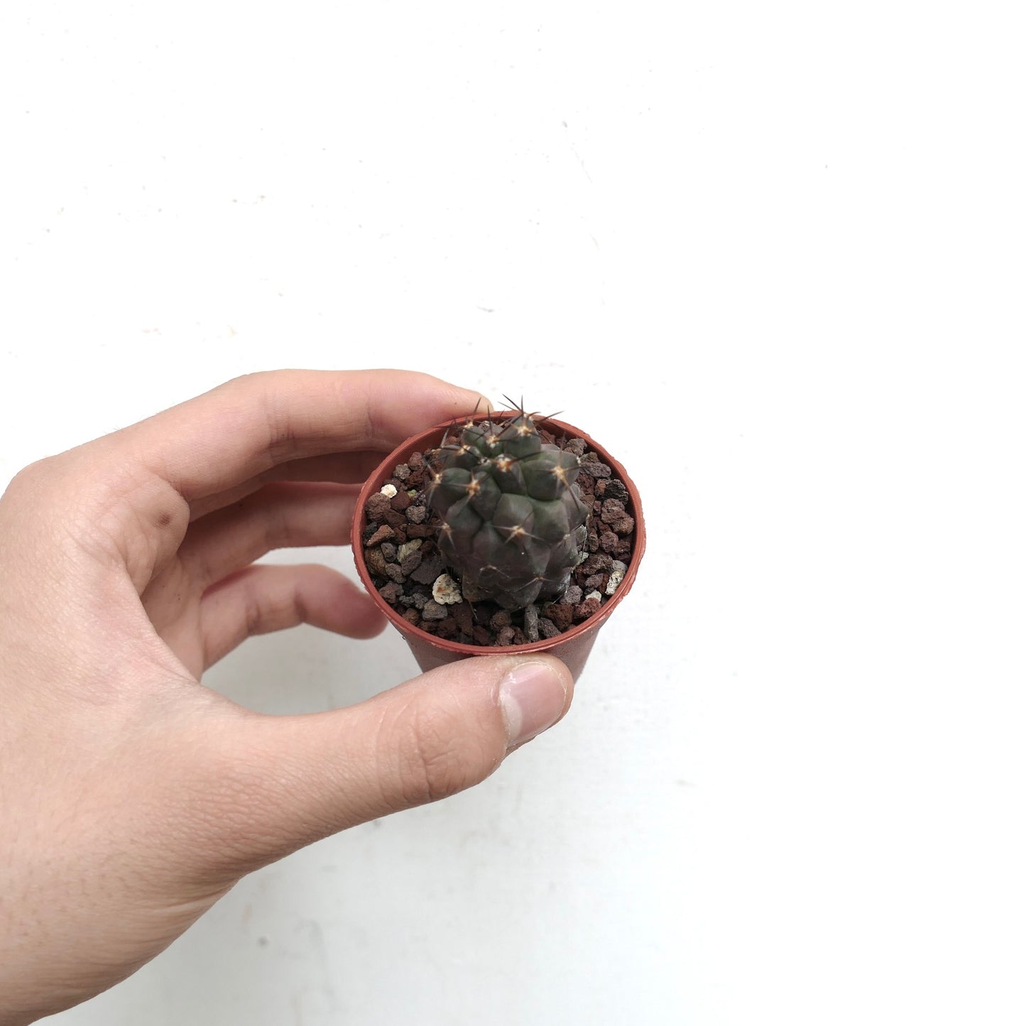 Copiapoa cinerea X desertorum 6R7