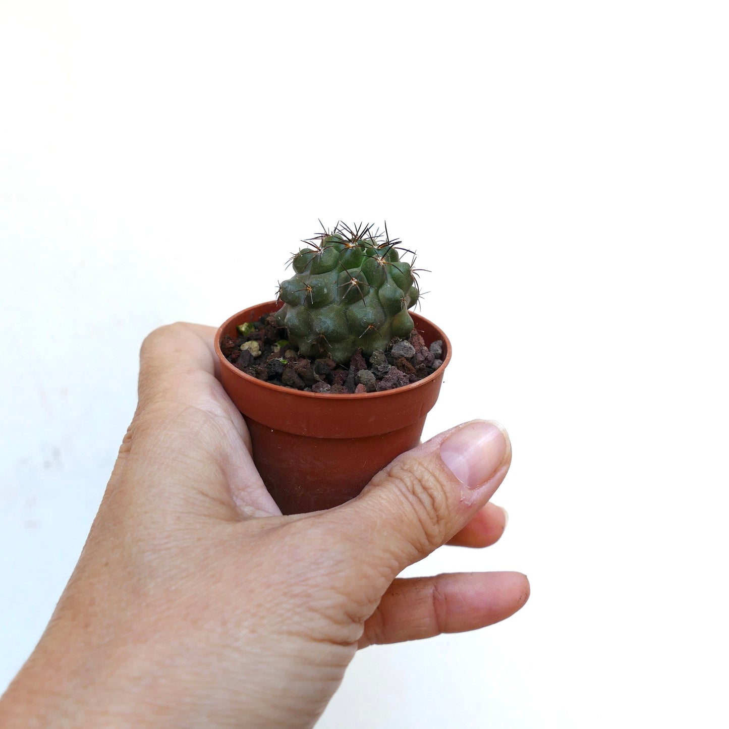 Copiapoa cinerea X desertorum AT6