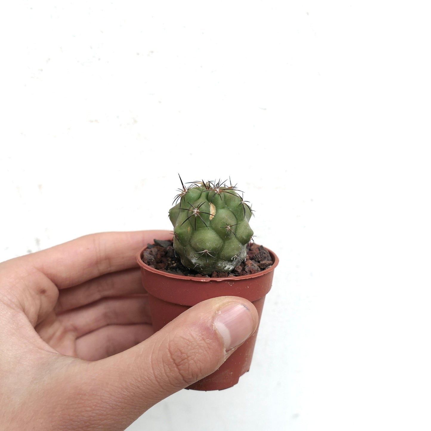 Copiapoa cinerea X andina 2218