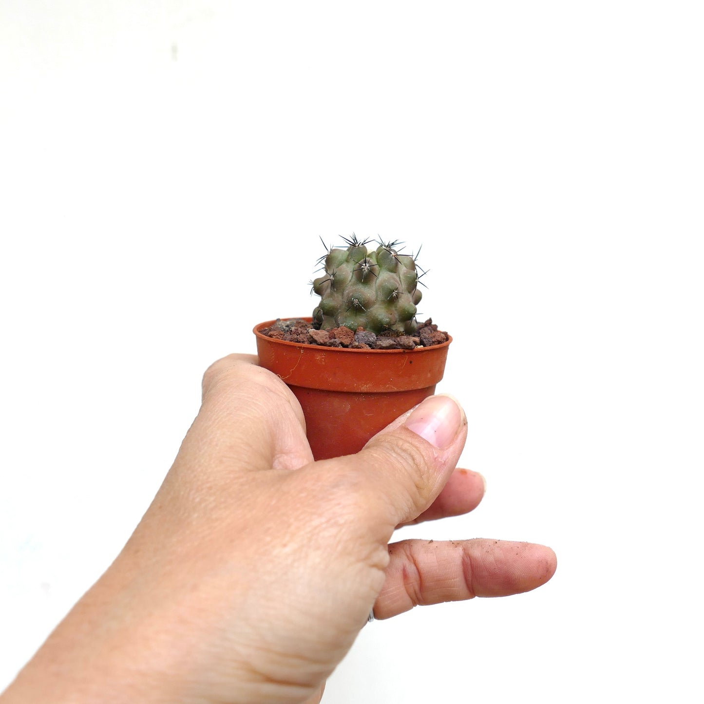 Copiapoa cinerea FORM KIKKO AF3