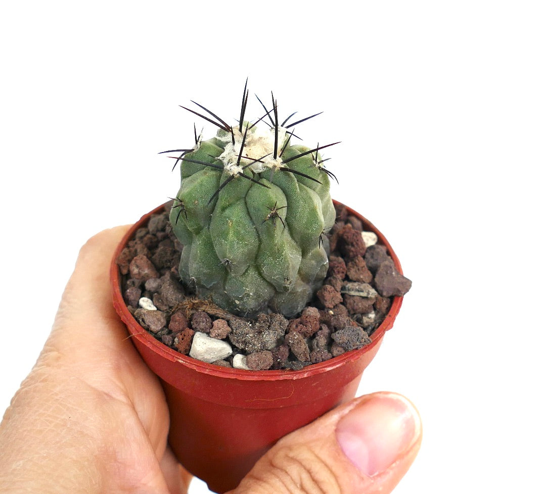 Copiapoa cinerea var. dealbata X hypogaea YELL66