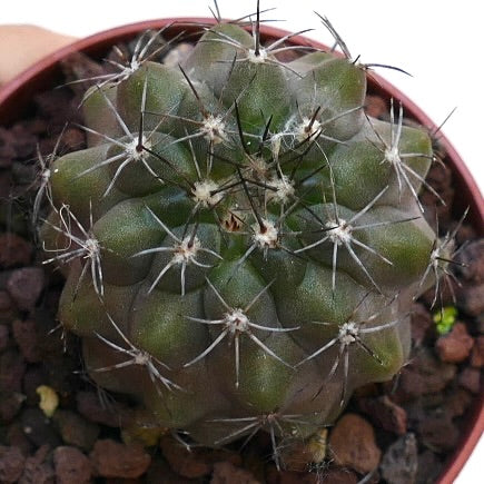 Copiapoa desertorum X fiedleriana AV7