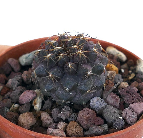 Copiapoa goldii 1199