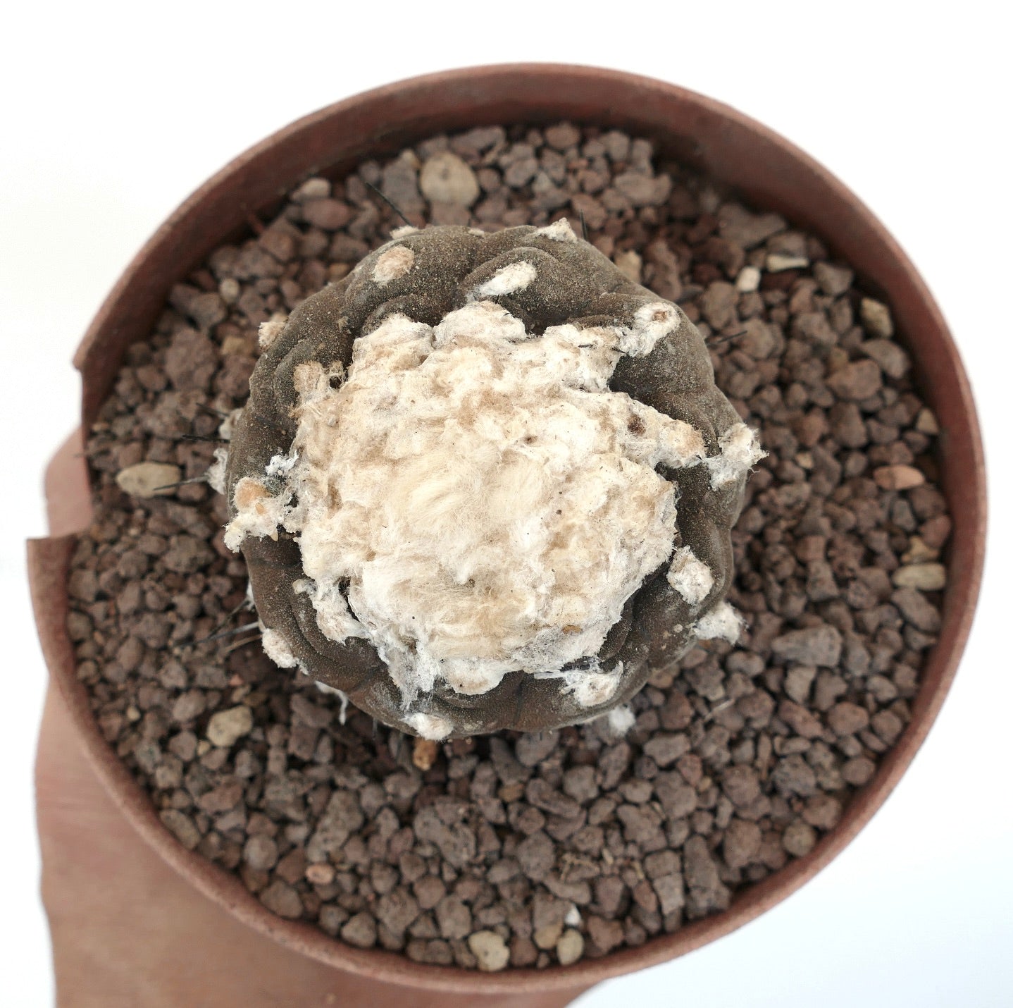 Copiapoa hypogaea SS33K