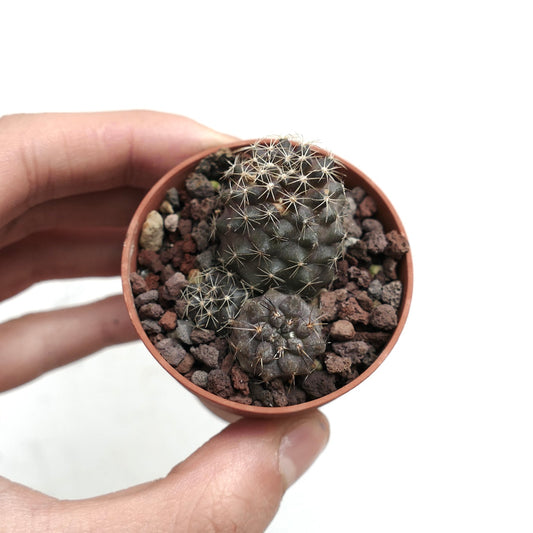 Copiapoa hybrids (pot with 3 seedlings) 20