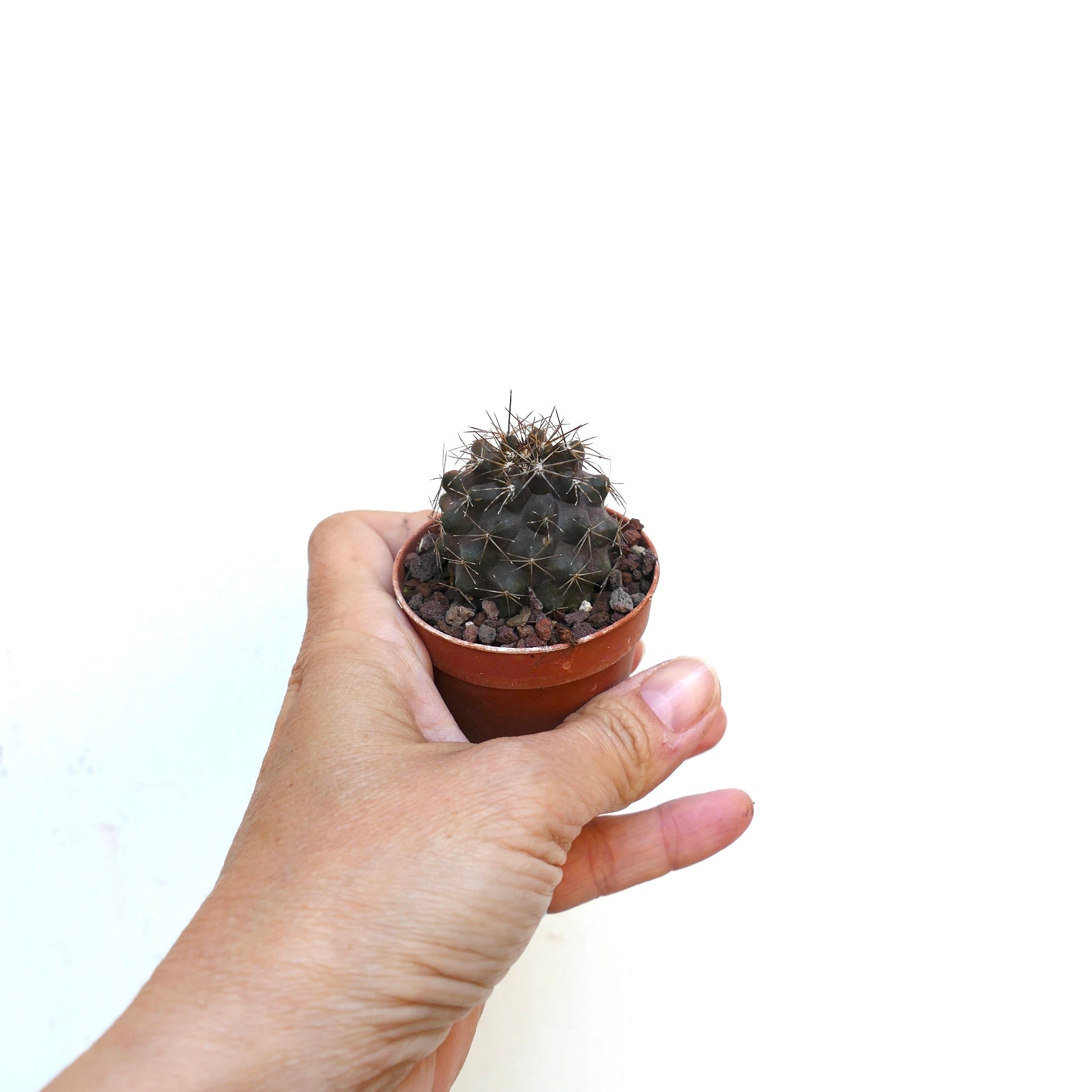 Copiapoa atacamensis Botanical Archive Buy now Very Rare Cactus