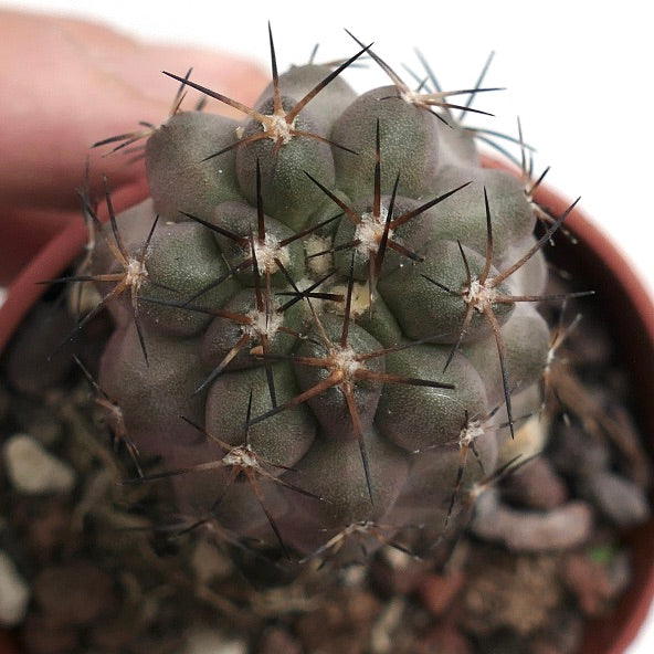 Copiapoa cinerea X columna-alba 66T