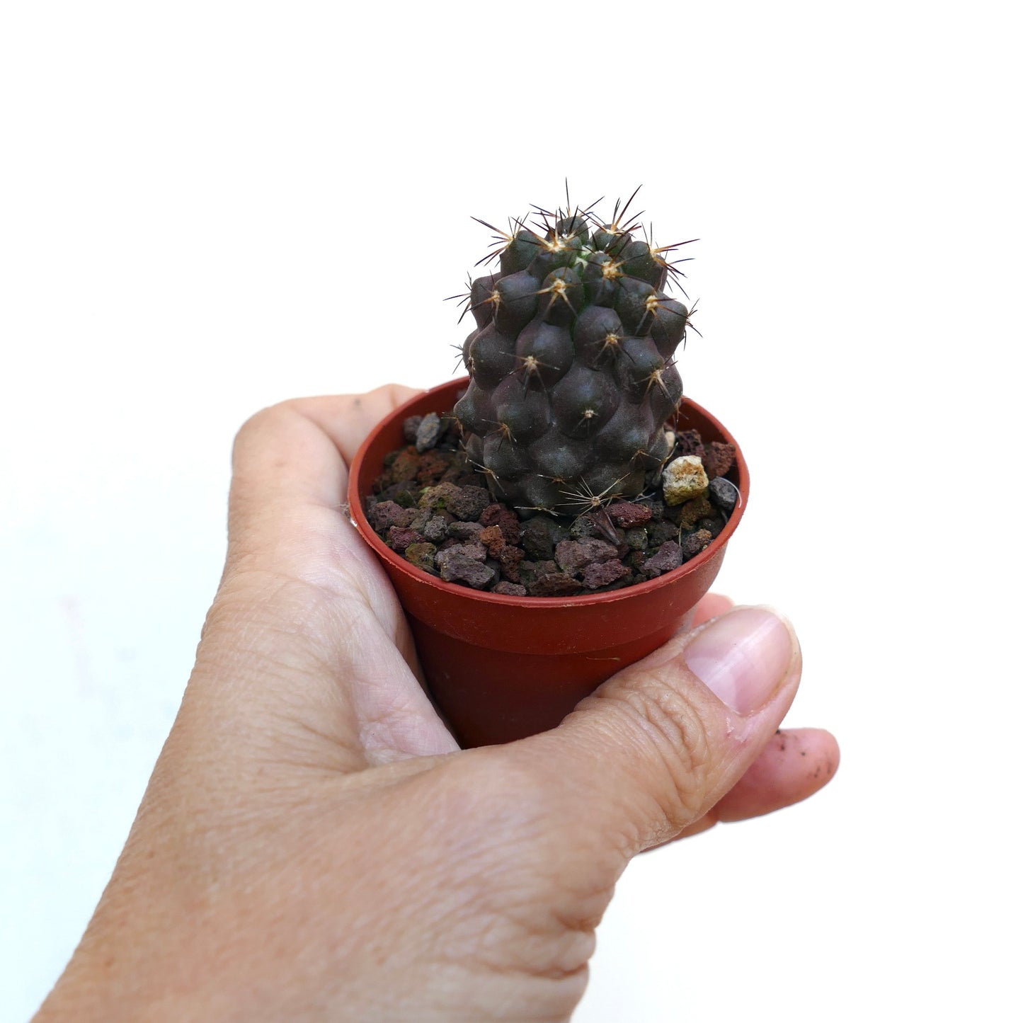 Copiapoa griseoviolacea X cinerea B5