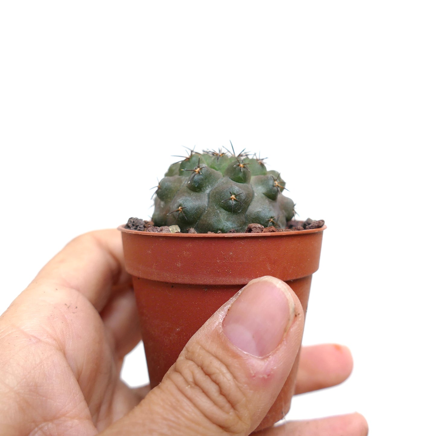 Copiapoa columna-alba X cinerea X desertorum SHADOW