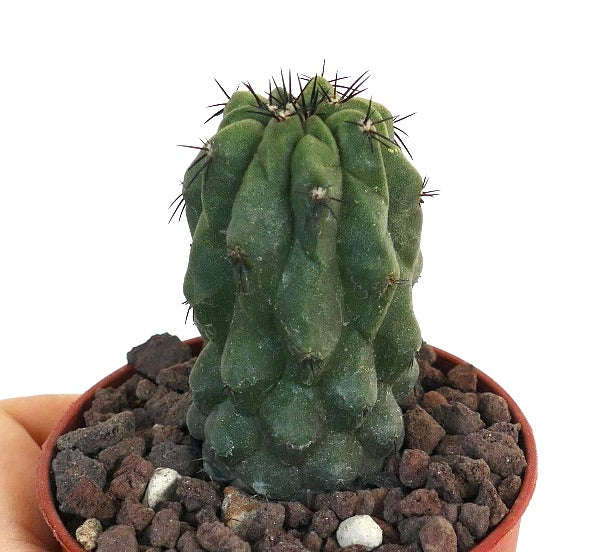 Copiapoa hypogaea X cinerea USA8