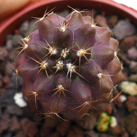 Copiapoa humilis X serpentisulcata N10