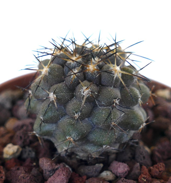 Copiapoa columna-alba X serpentisulcata N71