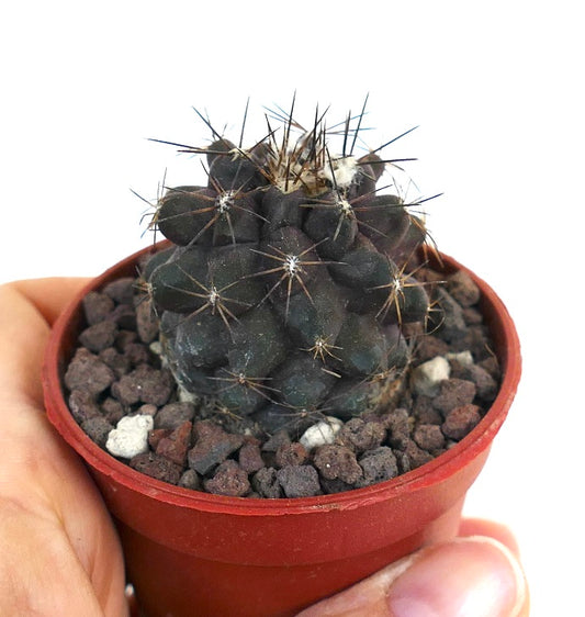 Copiapoa atacamensis GESC61