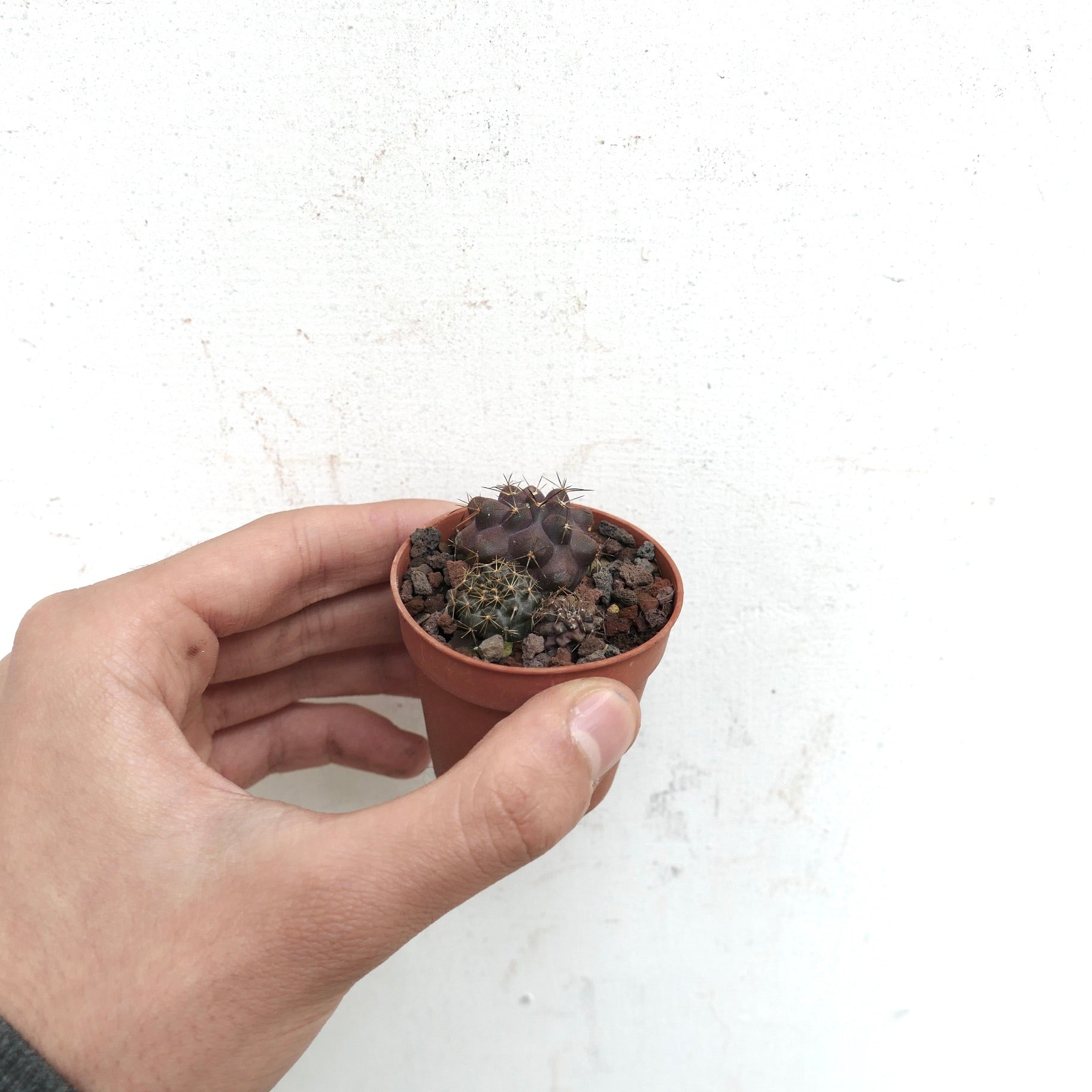 その他 Robin copiapoa x Poh  robinceramicstudio Robin copiapoa x Poh robinceramicstudio