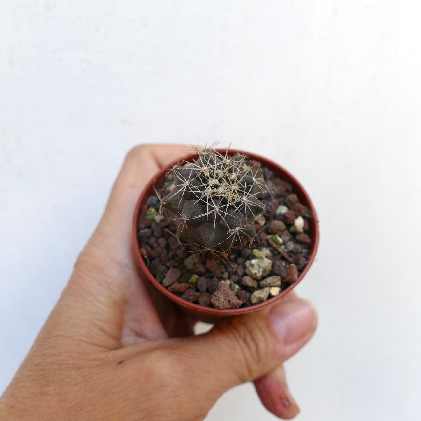 Copiapoa humilis X cinerea var. albispina VWT77