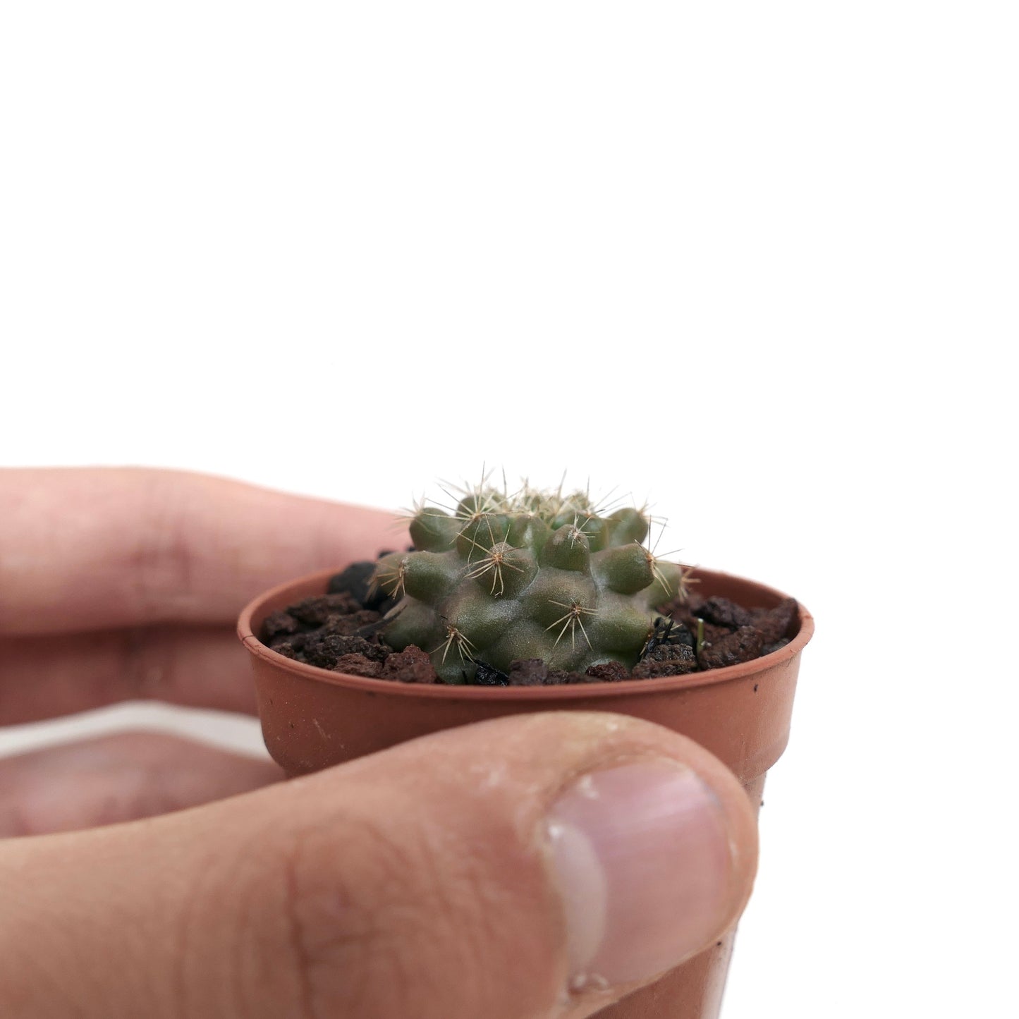 Copiapoa serpentisulcata 007