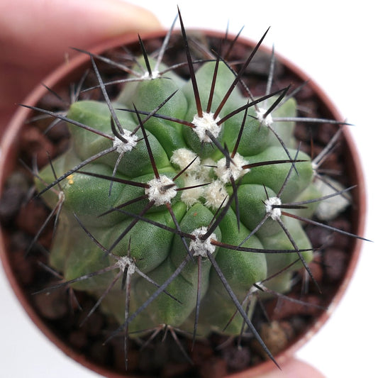 Copiapoa cinerea X fiedleriana G23