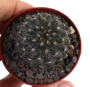 Copiapoa desertorum X oliviana 40C