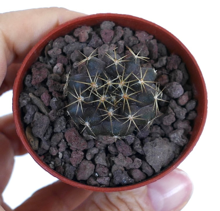 Copiapoa goldii 1AP36