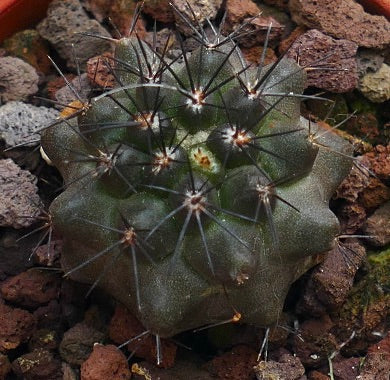 Copiapoa atacamensis K73