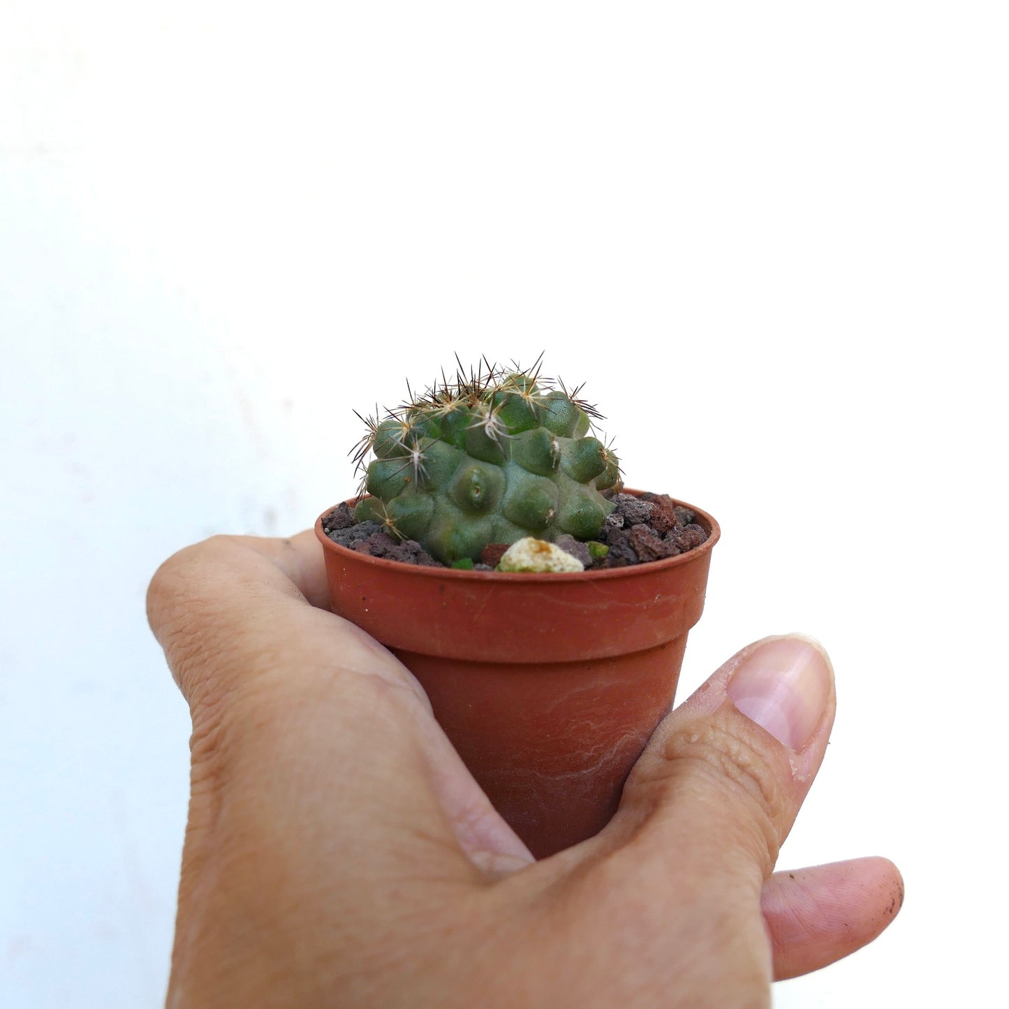 Copiapoa serpentisulcata G3