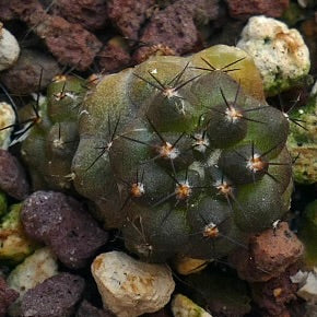 Copiapoa cinerea X humilis R15