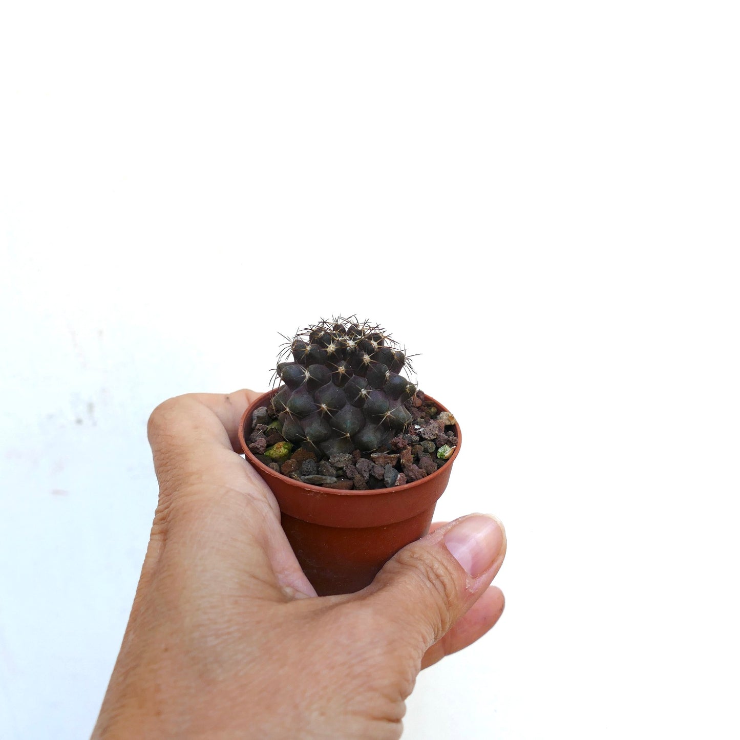 Copiapoa desertorum X grieseoviolacea OOK2