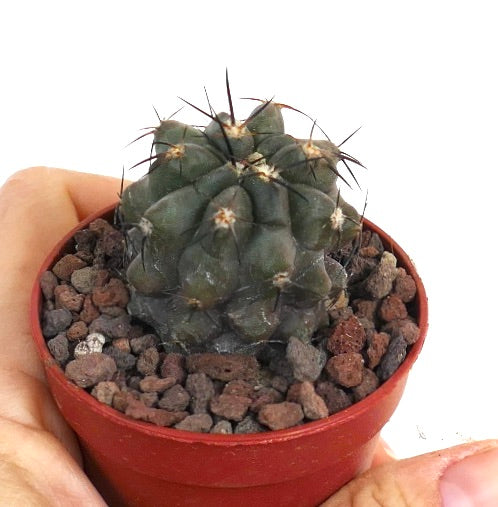 Copiapoa griseoviolacea X dealbata QQ3