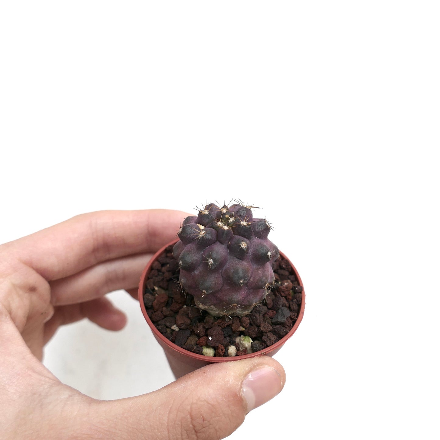 Copiapoa griseoviolacea X serpentisulcata 307