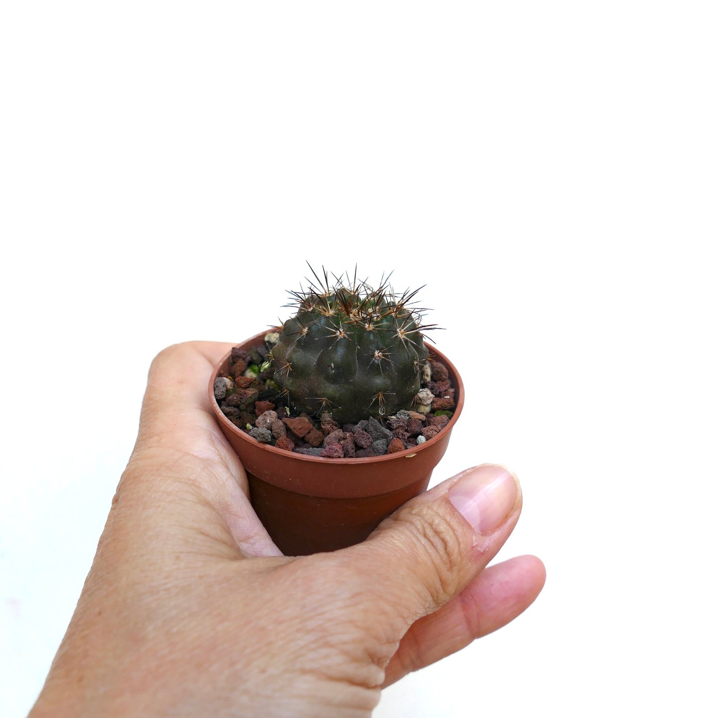 Copiapoa columna-alba X desertorum X atacamensis I6