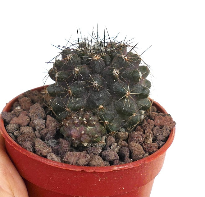 Copiapoa atacamensis MP61