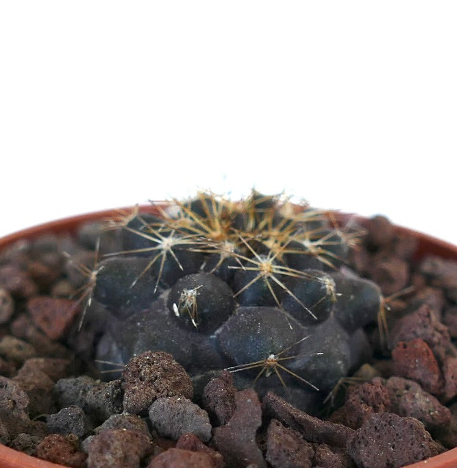 Copiapoa goldii 25LLM