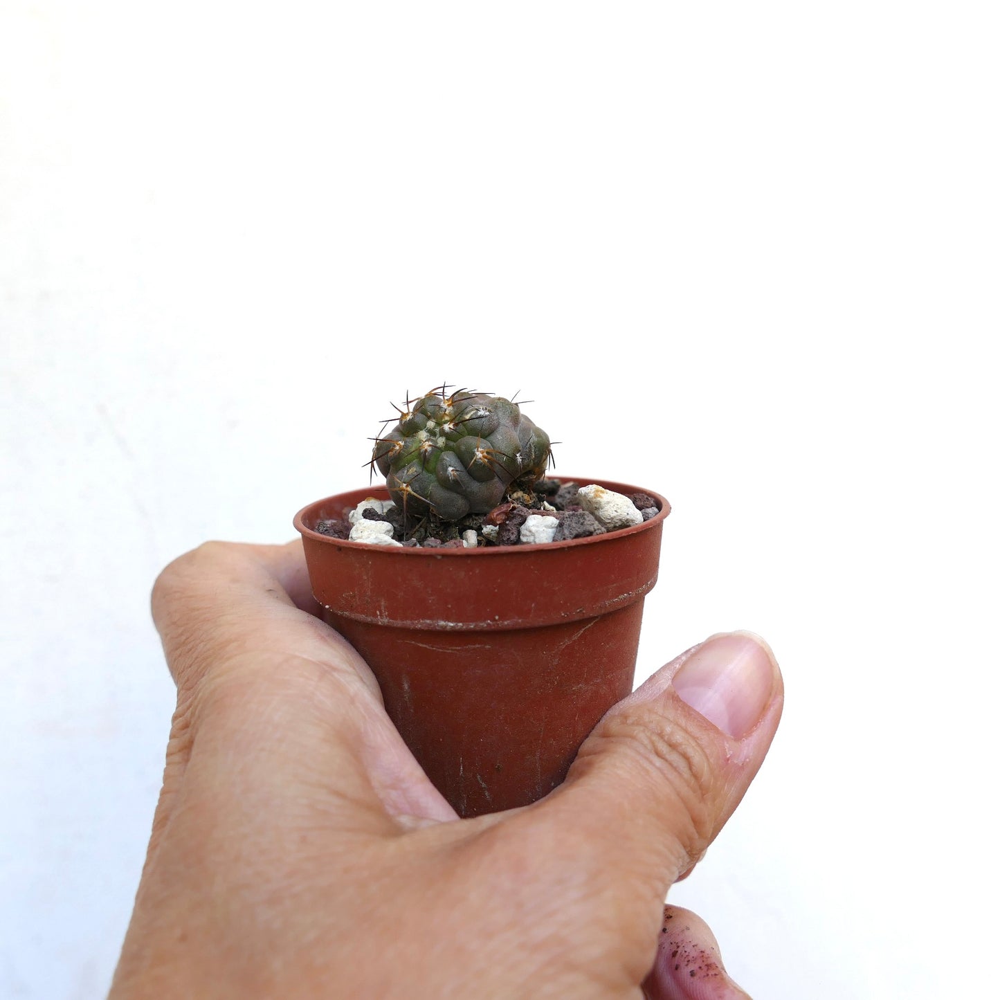 Copiapoa cinerea X hypogaea B32