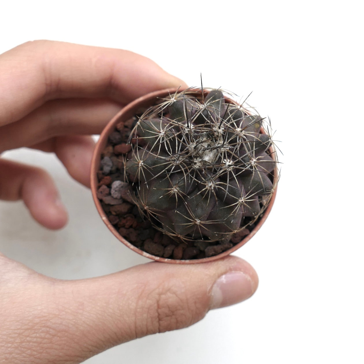 Copiapoa humilis X atacamensis 531