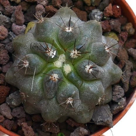 Copiapoa columna-alba X hypogaea S1