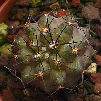 Copiapoa andina BAR6