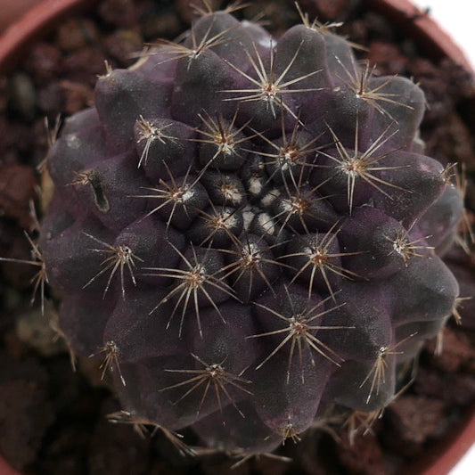 Copiapoa serpentisulcata X humilis 335