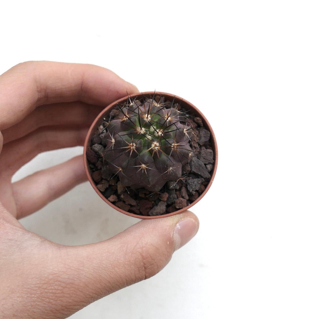 Copiapoa cinerea X serpentisulcata RK9